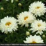 Victorian Secret Shasta Daisy - Nature Hills Nursery - #1 Container - 