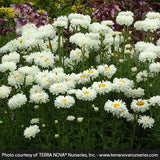 Victorian Secret Shasta Daisy - Nature Hills Nursery - #1 Container - 