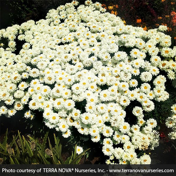 Victorian Secret Shasta Daisy - Nature Hills Nursery - #1 Container - 