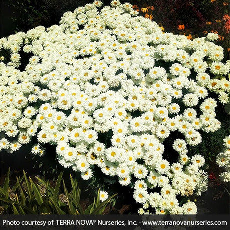 Close-up of white leucanthemum flowers on Victorian Secret Shasta Daisy blooming in early summer to late summer to early fall.