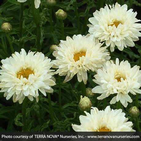 Victorian Secret Shasta Daisy (Leucanthemum x superbum 'Victorinan Secret') growing in a garden landscape, showing mature perennial form.