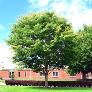 Village Green Zelkova - Nature Hills Nursery - #3 Container - 