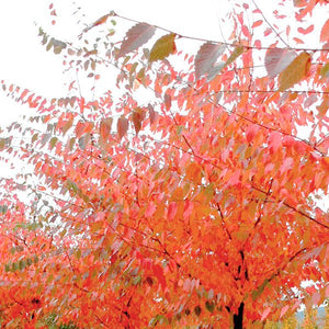 Village Green Zelkova - Nature Hills Nursery - #3 Container - 