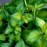 Vinca Major - Nature Hills Nursery - Quart Container - 