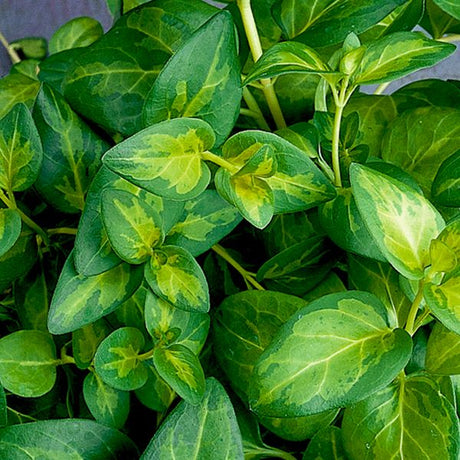 Vinca Major - Nature Hills Nursery - Quart Container - 