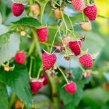 Vintage Raspberry Bushes - Nature Hills Nursery - #1 Container - 