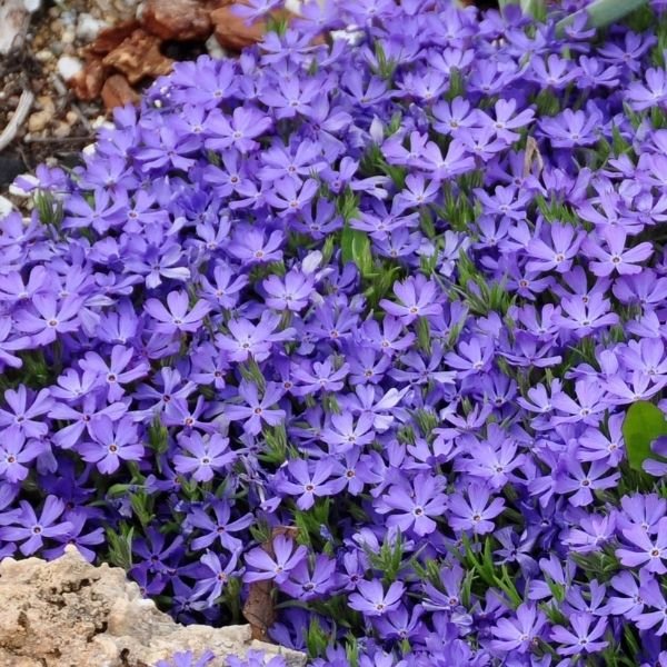 Violet Pinwheels Creeping Phlox - Nature Hills Nursery - #1 Container - 
