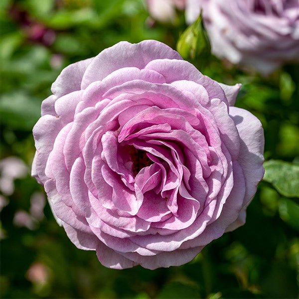 Violet's Pride&trade; Floribunda Rose Tree - Nature Hills Nursery - #5 Container 1 - 2 Feet - 