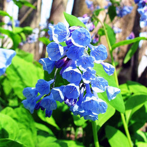 Virginia Bluebell - Nature Hills Nursery - 3 Pack Bulbs - 