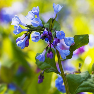 Virginia Bluebell - Nature Hills Nursery - 3 Pack Bulbs - 