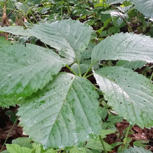 Close-up of green parthenocissus flowers on Virginia Creeper blooming in early summer to late summer.