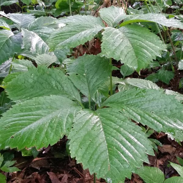 Virginia Creeper (Parthenocissus quinquefolia  var. engelmanii), a perennial featuring green flowers and deciduous.
