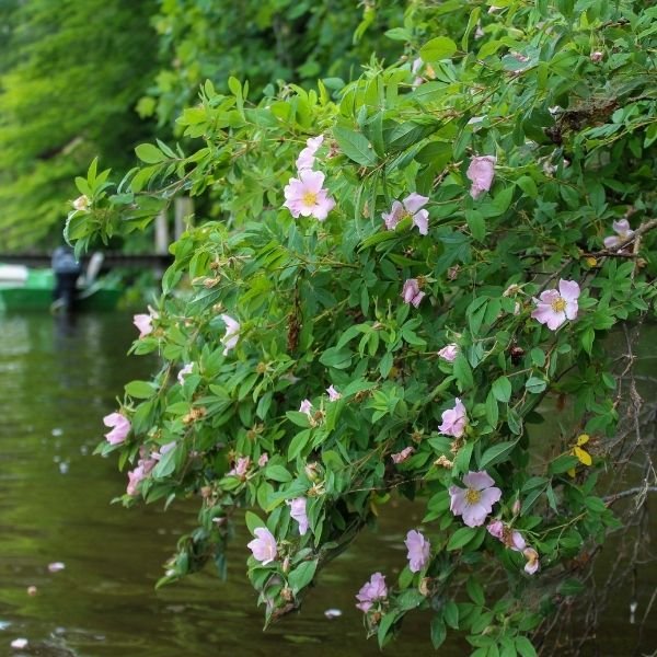 Close-up of bright red Rose hips on a Virginia Rose shrub in fall, highlighting glossy fruit that supports birds and winter wildlife.