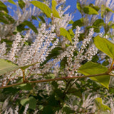 Virginia Sweetspire With Flowers