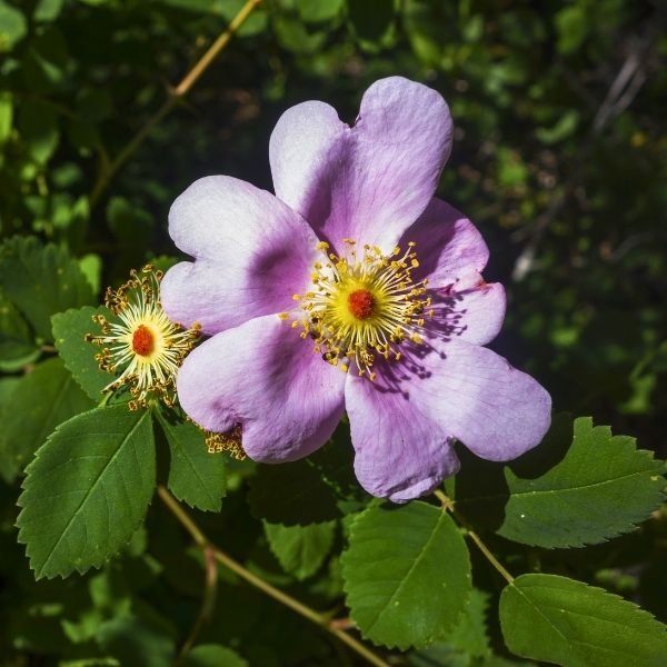 Virginia Rose native Rose bush with soft pink five-petaled flowers blooming in late spring, showing natural wild growth and lightly fragrant blossoms.