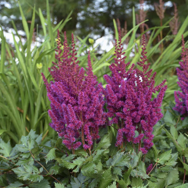Vision in Red Astilbe blooming with rich magenta-purple plumes above dark green foliage in a shaded garden border.