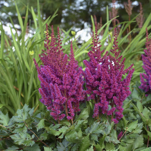 Vision in Red Astilbe blooming with rich magenta-purple plumes above dark green foliage in a shaded garden border.