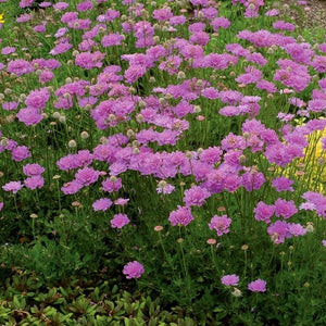 Close-up of purple, pink scabiosa flowers on Vivid Violet Pincushion Flower.