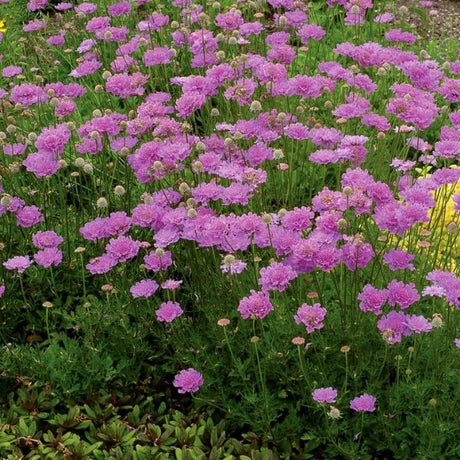 Close-up of purple, pink scabiosa flowers on Vivid Violet Pincushion Flower.