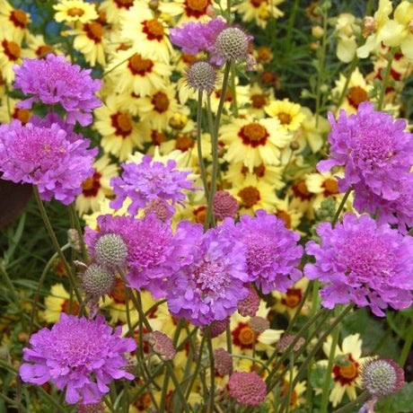 Perennial foliage of Vivid Violet Pincushion Flower (Scabiosa columbaria 'Vivid Violet') in a garden setting.