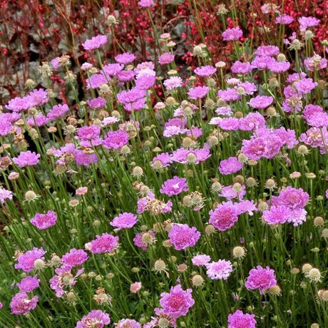 Vivid Violet Pincushion Flower (Scabiosa columbaria 'Vivid Violet'), a perennial featuring purple, pink flowers and perennial.
