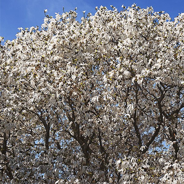 Wada's Memory Magnolia Tree - Nature Hills Nursery - #5 Container 4 - 5 Feet - 