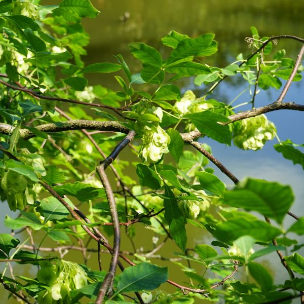 Wafer Ash Foliage