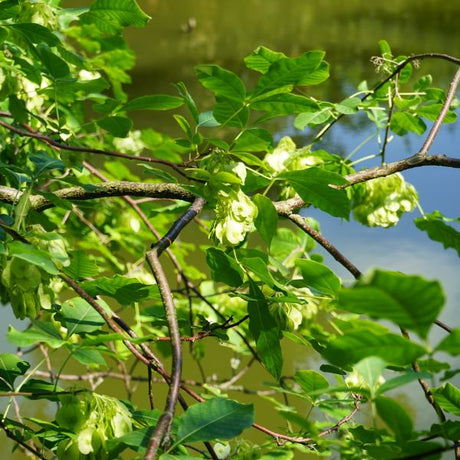 Wafer Ash Foliage