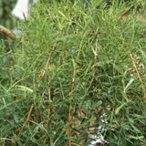 Walker Weeping Caragana