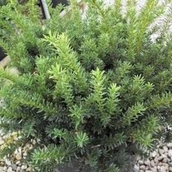Wardii Yew Shrub - Nature Hills Nursery - #5 Container - 