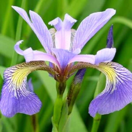 Water Iris Versicolor (Iris versicolor), a perennial featuring blue, purple, yellow, white flowers and perennial.