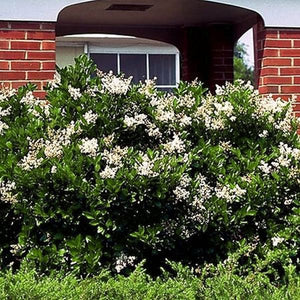 Wax Leaf Privet - Nature Hills Nursery - #3 Container - 