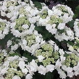 Wedding Gown&trade; Hydrangea
