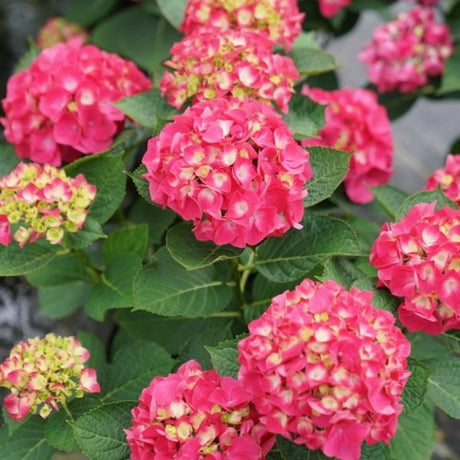 Wee Bit Giddy&reg; Bigleaf Hydrangea - Nature Hills Nursery - #2 Container - 