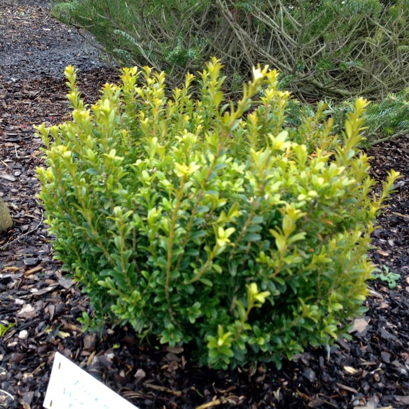 Wee Willie® Boxwood (Buxus sinica var. insularis 'Wee Willie'), a shrub featuring white flowers and broad-leaved evergreen.