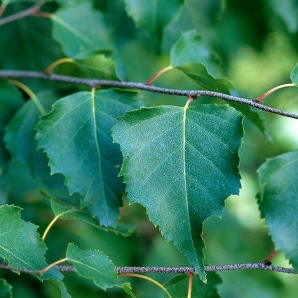 Weeping Cut Leaf Birch