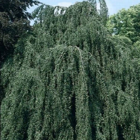 Weeping European Beech - Nature Hills Nursery - #25 Container 10 - 12 Feet - 