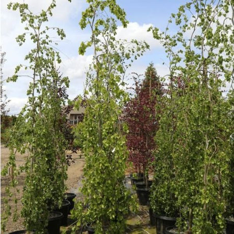 Weeping European Beech - Nature Hills Nursery - #25 Container 10 - 12 Feet - 