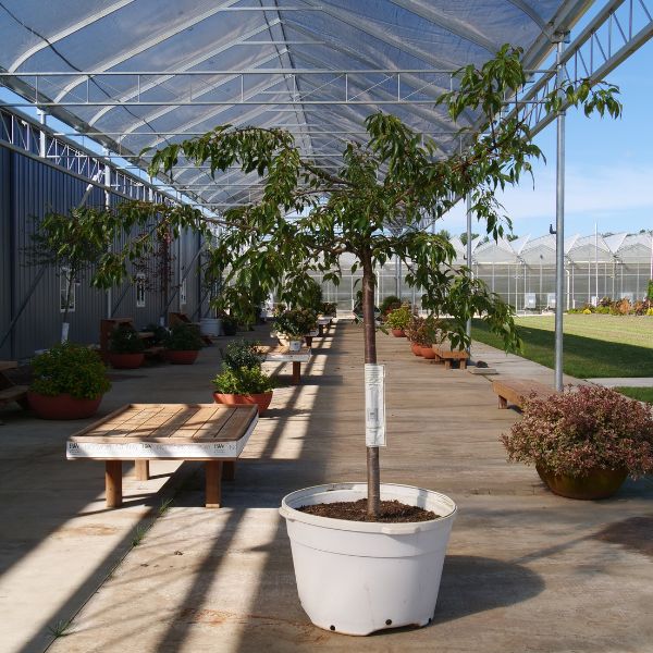 Weeping Extraordinaire™ Cherry Tree - Tree - Nature Hills Nursery - 