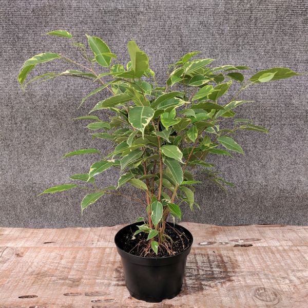 Weeping Fig - Nature Hills Nursery - Bareroot - 