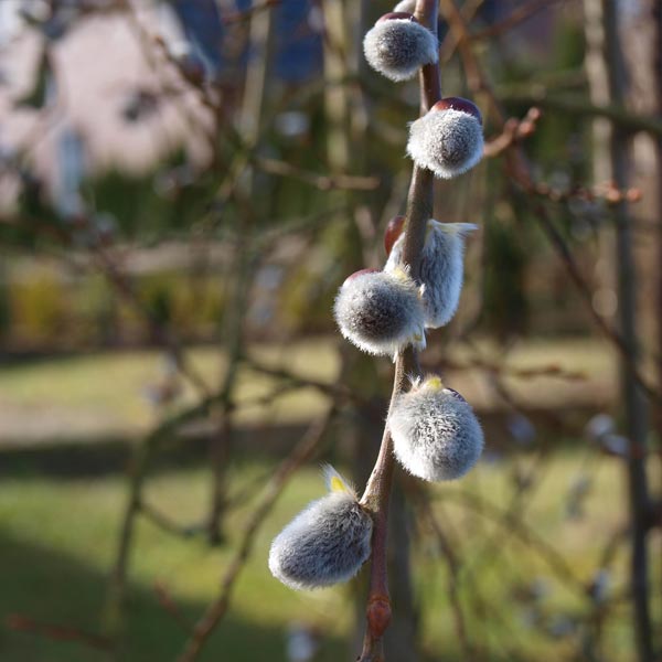 Close-up of pink salix flowers on Weeping French Pussy Willow blooming in late winter.