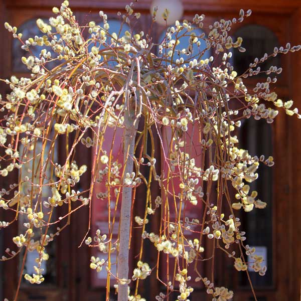 Weeping French Pussy Willow (Salix caprea 'Pendula'), a tree featuring pink flowers and deciduous.