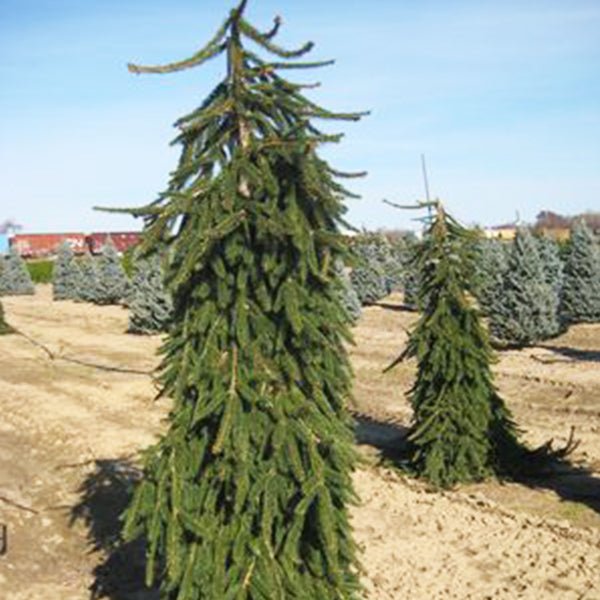 Weeping Norway Spruce Tree - Nature Hills Nursery - #3 Container - 