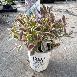 A potted Weigela My Monet shrub displays striking green leaves with pink and white variegated