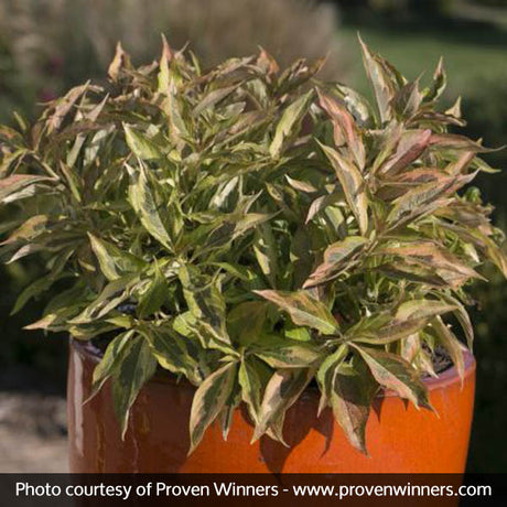 Reds fall foliage on My Monet™ Sunset Weigela (Weigela florida 'Sunset').