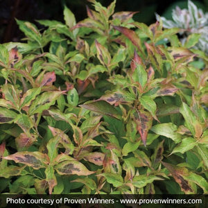 Close-up of pink weigela flowers on My Monet™ Sunset Weigela blooming in early summer to late summer to late spring.
