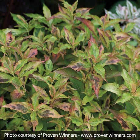 Close-up of pink weigela flowers on My Monet™ Sunset Weigela blooming in early summer to late summer to late spring.