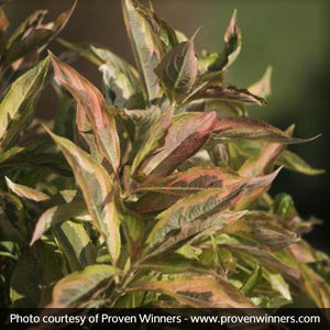 Deciduous foliage of My Monet™ Sunset Weigela (Weigela florida 'Sunset') in a garden setting.