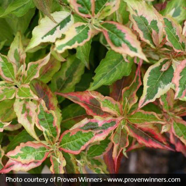 My Monet™ Sunset Weigela (Weigela florida 'Sunset') growing in a garden landscape, showing mature shrub form.