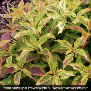 My Monet™ Sunset Weigela (Weigela florida 'Sunset'), a shrub featuring pink flowers and deciduous.